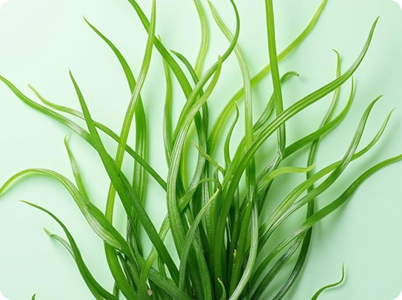 Морские водоросли