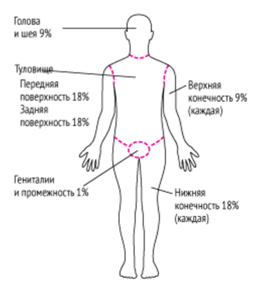 Поверхности тела человека